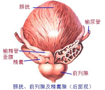 膀胱後視圖