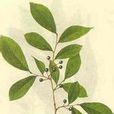 牛筋樹 牛筋樹