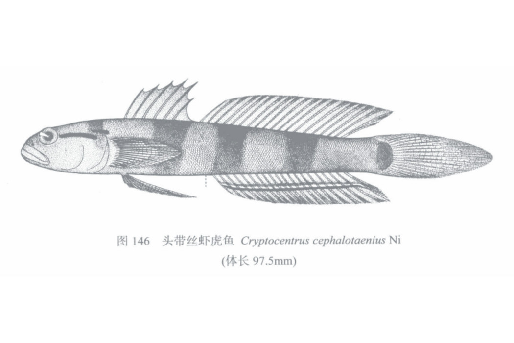 頭帶絲蝦虎魚 頭帶絲蝦虎魚