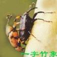 一字竹筍象 一字竹筍象