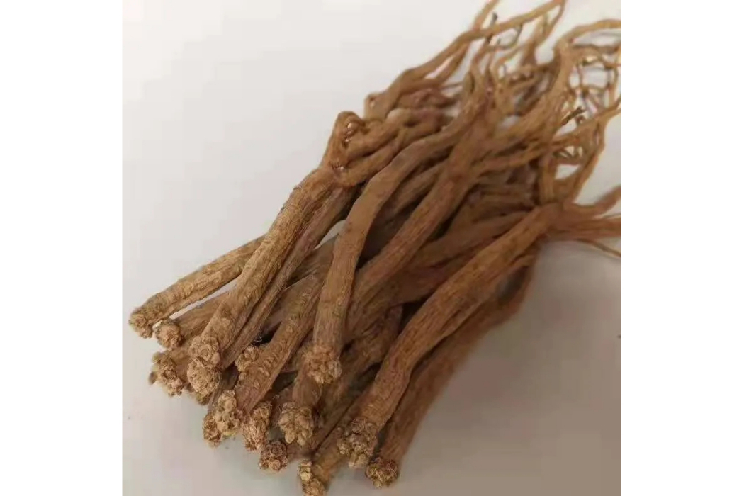 潞黨參