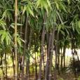 玉山竹組 玉山竹組