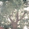 趙家疃村(山東省青島市萊西馬連莊鎮下轄村) 趙家疃村(山東省青島市萊西馬連莊鎮下轄村)