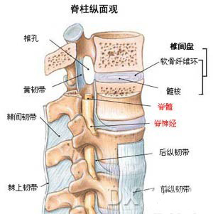 腰椎的解剖結構