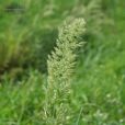寬葉野青茅 寬葉野青茅