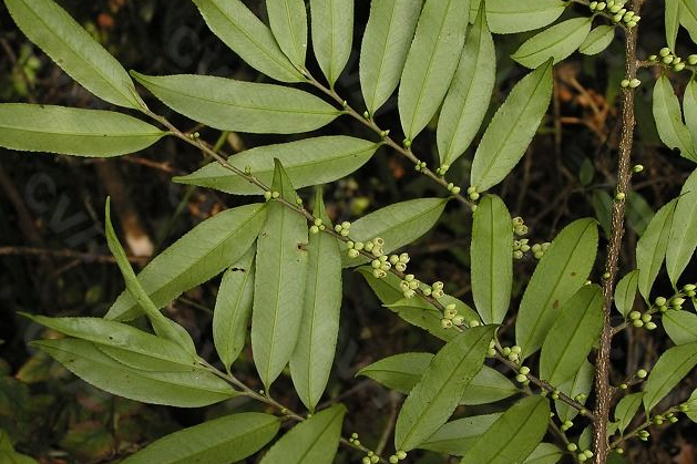披針葉毛柃 披針葉毛柃