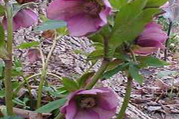 Helleborus × hybridus (red hybrid) Helleborus × hybridus (red hybrid)