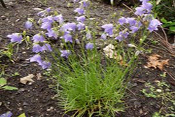 Campanula rotundifolia Campanula rotundifolia