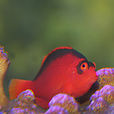 紅鷹魚 紅鷹魚