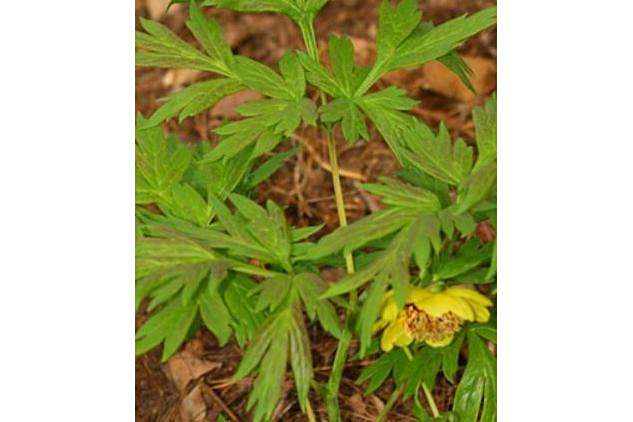 Paeonia delavayi var. lutea