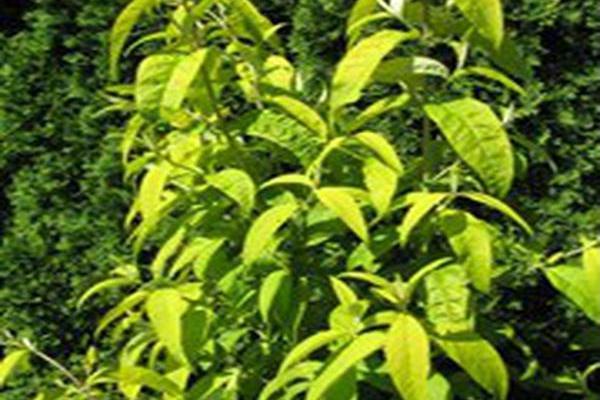 Buddleja davidii \x27Evil Ways\x27