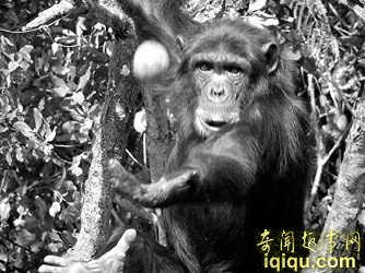 黑猩猩——珈瑪