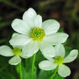 油橄欖花 油橄欖花