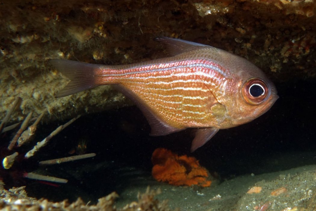 單鰭魚
