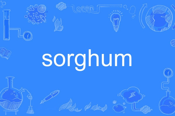 sorghum sorghum