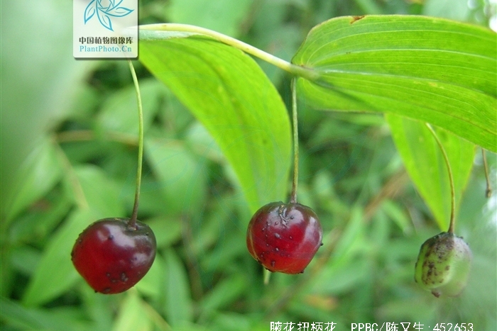 腋花扭柄花 腋花扭柄花