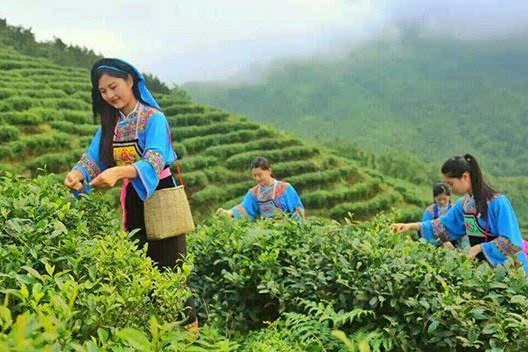 茶山人 茶山人