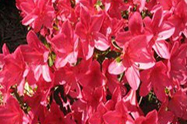 Rhododendron \x27Renee Michelle\x27