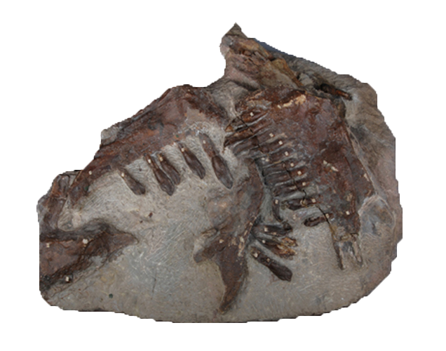 中侏羅世巴山酋龍頭骨化石