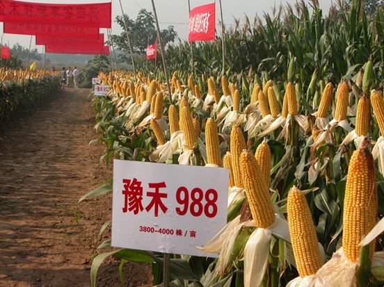 豫禾988(冀審玉2014010號) 豫禾988(冀審玉2014010號)