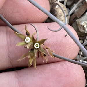 Pattalias palmeri