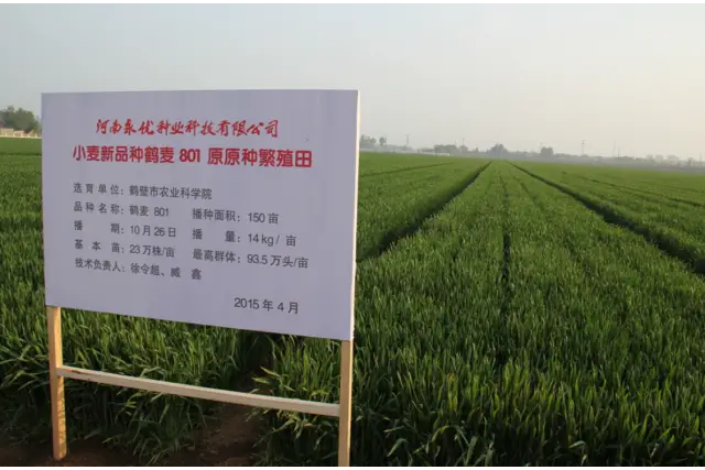 鶴麥801 鶴麥801