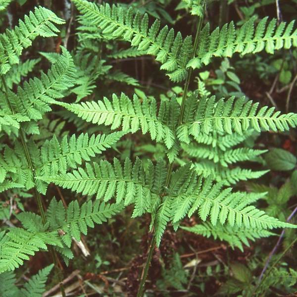 Dryopteris carthusiana