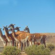 原駝(Guanaco) 原駝(Guanaco)