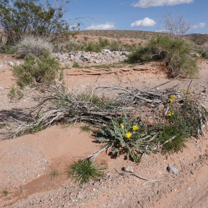 Oenothera primiveris