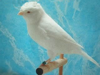 白玉鳥