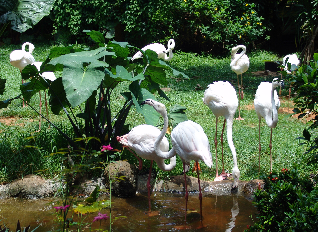 海南熱帶野生動植物園