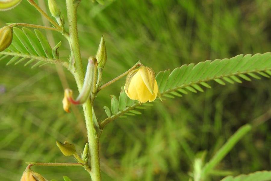 含羞草山扁豆(假牛甘) 含羞草山扁豆(假牛甘)