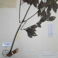 華幌傘楓 華幌傘楓