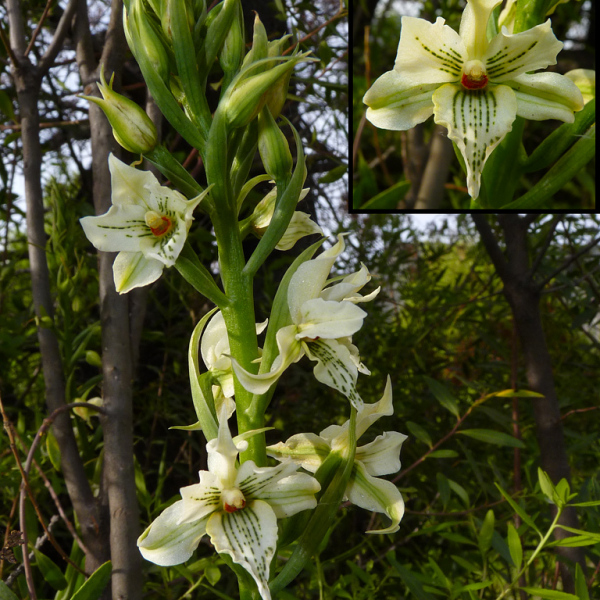Gavilea trullata