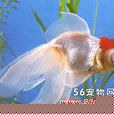 花龍睛 花龍睛