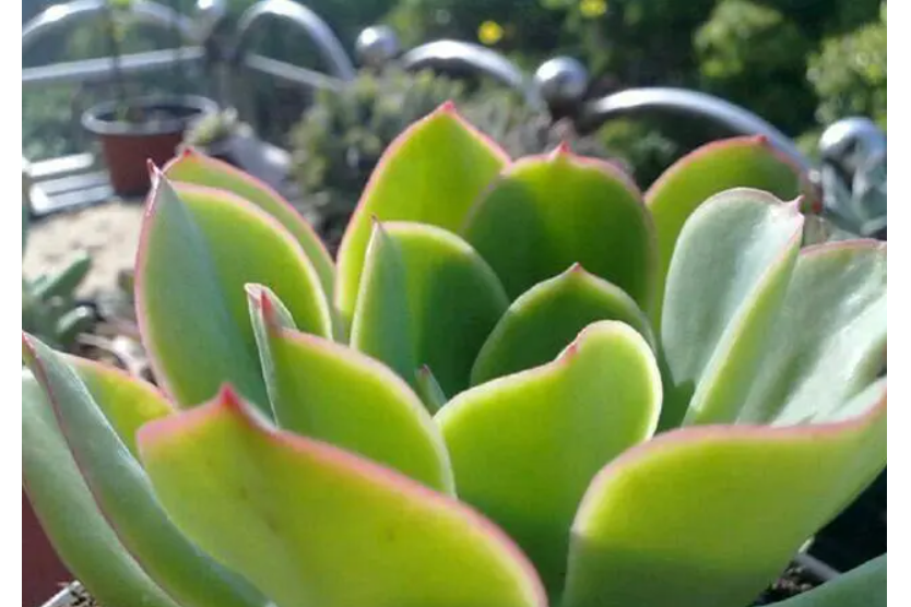 花之鶴 花之鶴