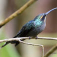 綠隱蜂鳥