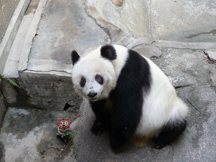 永巴在深圳野生動物園的悽慘晚年