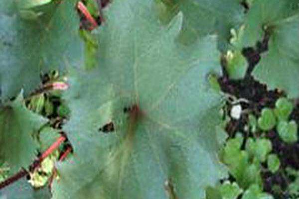 Ligularia \x27Osiris Fantaisie\x27