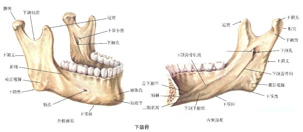 下頜骨(一種頭骨)