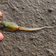 舌形貝(Lingula) 舌形貝(Lingula)
