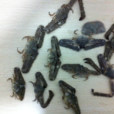 強壯菱蟹 強壯菱蟹