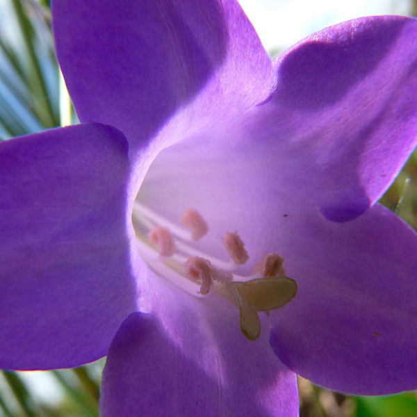 Chelonanthus purpurascens