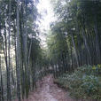 歡喜嶺古道 歡喜嶺古道