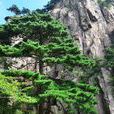 黃山松(松科松屬植物)