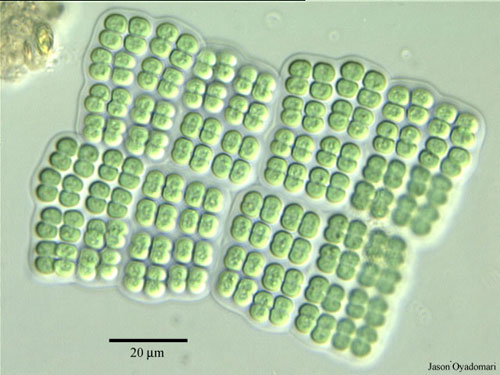 平裂藻屬