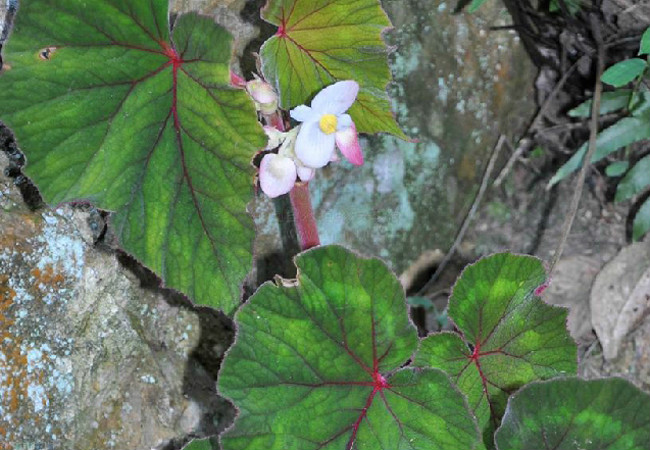 花葉秋海棠