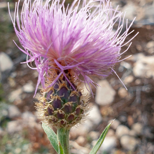 Cheirolophus sempervirens