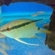 畫眉魚 畫眉魚