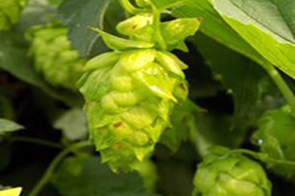 Humulus lupulus \x27Cascade\x27